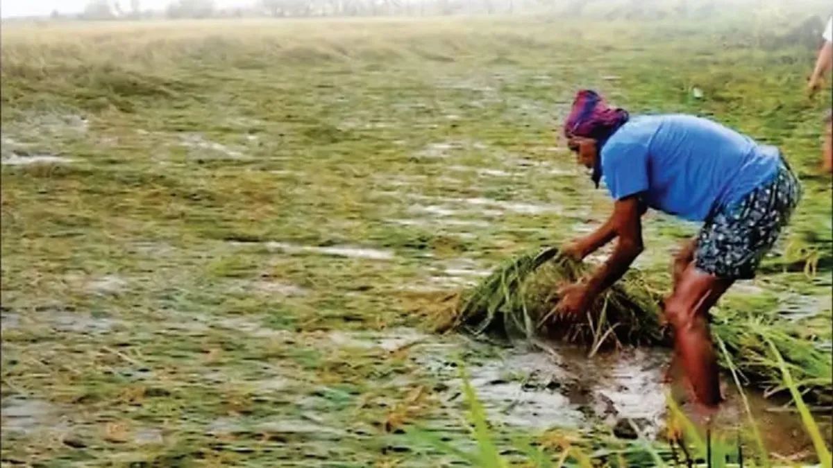 मोंथा चक्रवात: पूर्वांचल के किसानों पर प्रकृति का प्रहार, जौनपुर समेत कई जिलों में फसलें बर्बाद