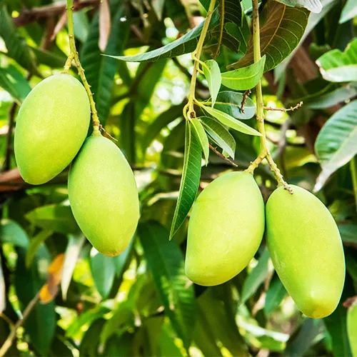 आंधी-तूफान और चिलचिलाती लू ने तोड़ी आम किसानों की कमर, जौनपुर के बागों में भारी नुकसान