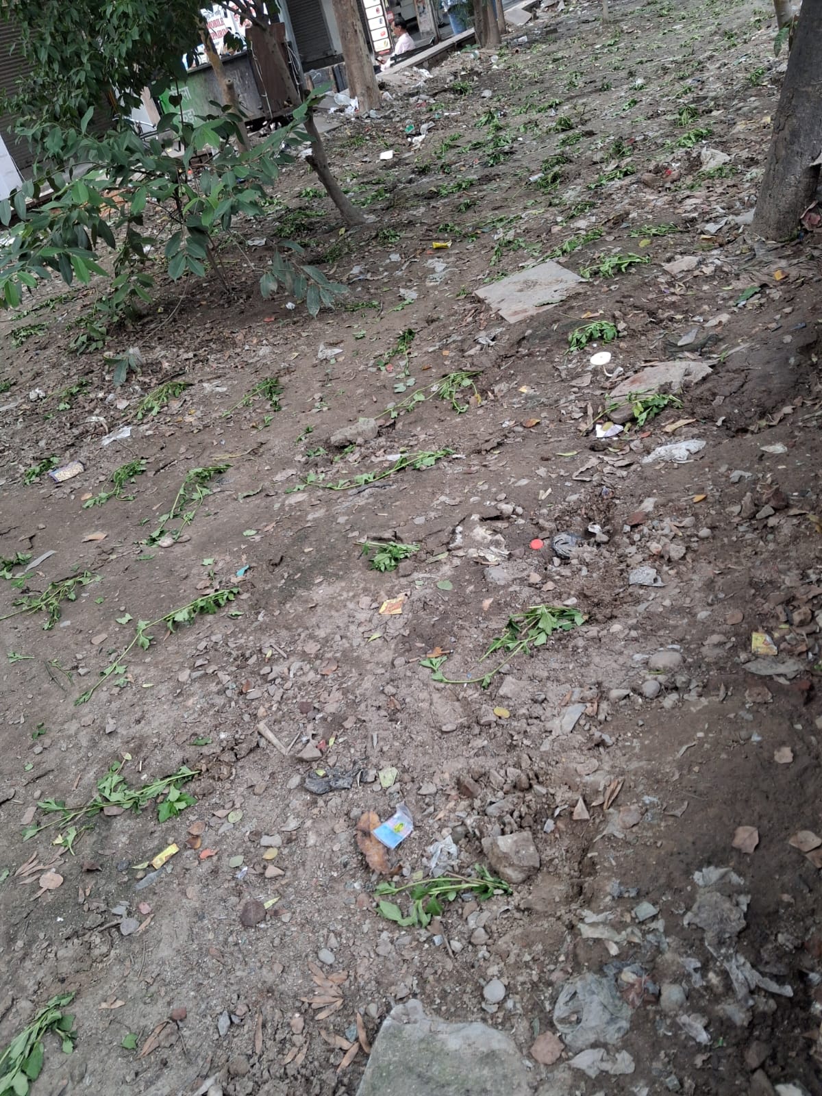 देश की पत्रिका की खबर का असर: प्रीत विहार पार्क से हटा गंदगी का अंबार, MCD ने लगाए पेड़-पौधे