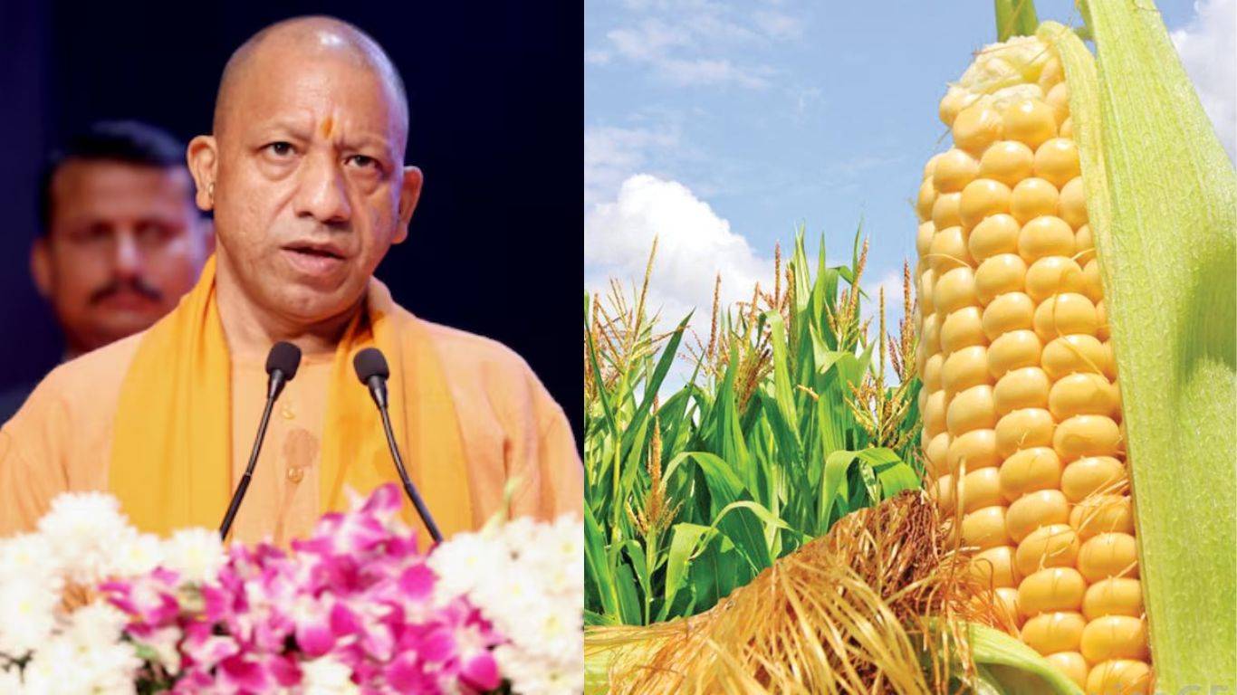 उत्तर प्रदेश में मक्का और आलू की खेती से किसानों की आमदनी बढ़ाएगी योगी सरकार